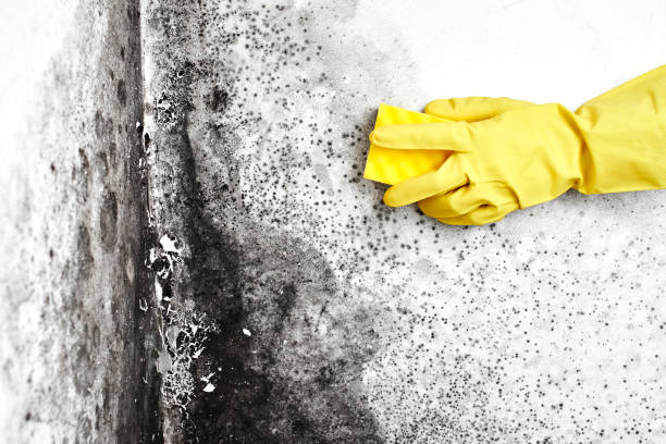 Best Kitchen Mold Remediation in Greentown, OH