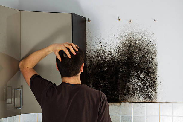 Best Residential Mold Remediation in Greentown, OH