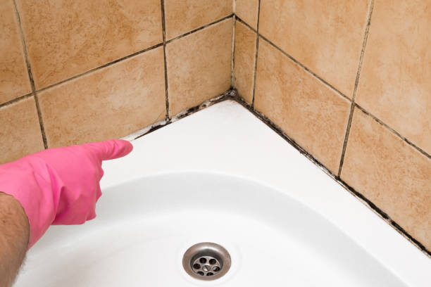 Best Emergency Mold Remediation in Greentown, OH